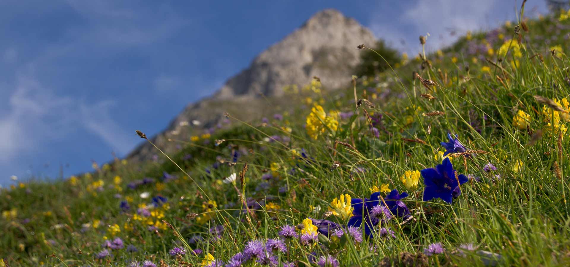 Blumenwiese mit Berg im Hintergrund